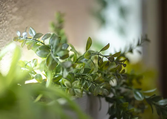 بيت ضيافة Orchidea For Tourists Hesperia Hosp مودينا